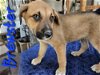 adoptable Dog in willcox, AZ named Brewster