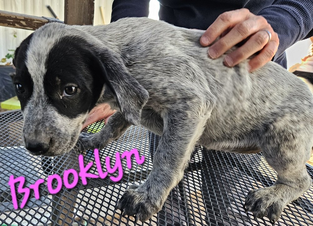 adoptable Dog in Willcox, AZ named Brooklyn