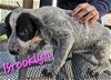 adoptable Dog in willcox, AZ named Brooklyn