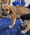 adoptable Dog in willcox, AZ named Milo