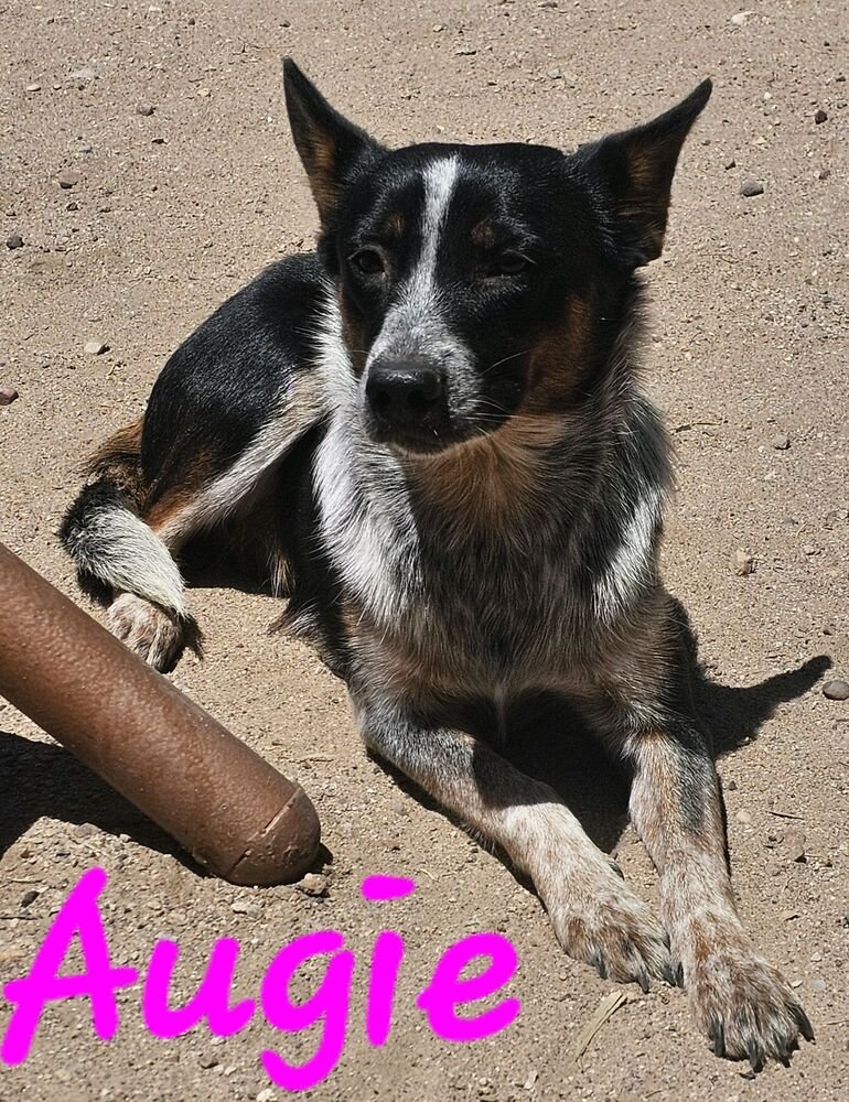 adoptable Dog in Willcox, AZ named Augusta Rae