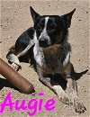adoptable Dog in willcox, AZ named Augie