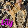 adoptable Dog in willcox, AZ named Lily