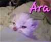 adoptable Cat in willcox, AZ named Ara
