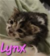 adoptable Cat in willcox, AZ named Lynx