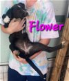 adoptable Dog in  named Flower