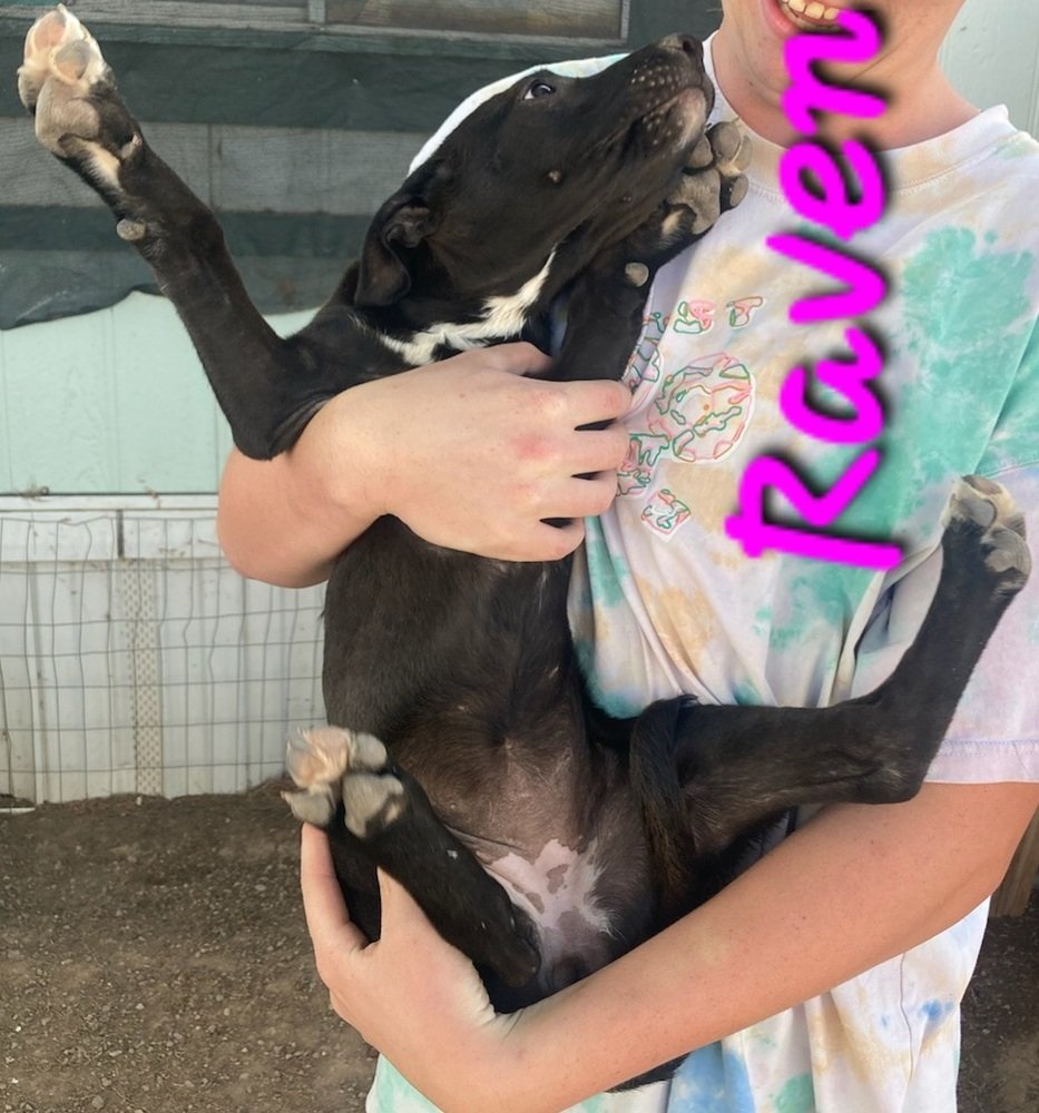 adoptable Dog in Willcox, AZ named Raven