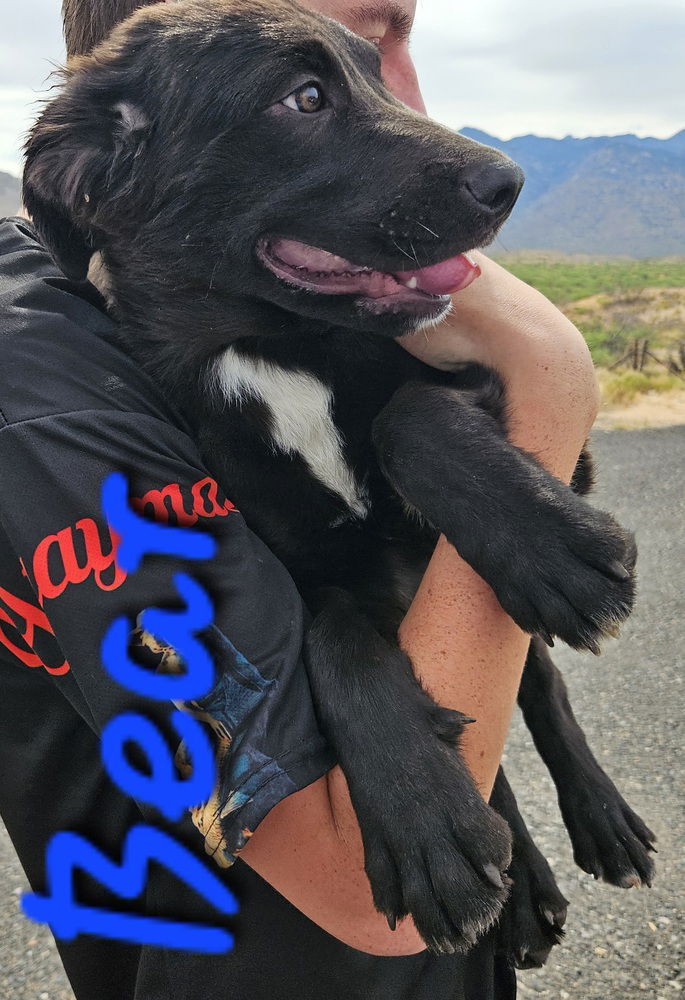 adoptable Dog in Willcox, AZ named Bear