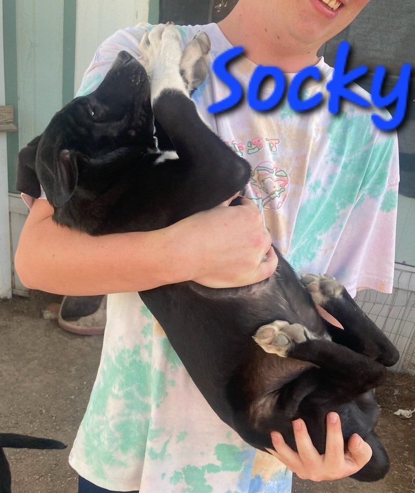 adoptable Dog in Willcox, AZ named Socky