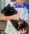 adoptable Dog in  named Socky