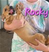 adoptable Dog in  named Rocky