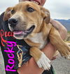 adoptable Dog in Willcox, AZ named Rocky