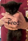 adoptable Cat in , AZ named Fred