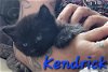adoptable Cat in  named Kendrick