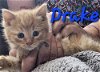 adoptable Cat in  named Drake