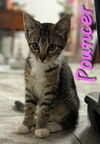 adoptable Cat in Willcox, AZ named Pouncer