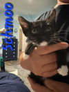 adoptable Cat in Willcox, AZ named Schmoo