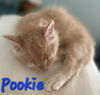 adoptable Cat in Willcox, AZ named Pookie