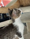 adoptable Cat in Willcox, AZ named Adam