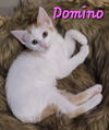 adoptable Cat in Willcox, AZ named Domino