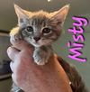 adoptable Cat in Willcox, AZ named Misty