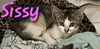 adoptable Cat in Willcox, AZ named Sissy