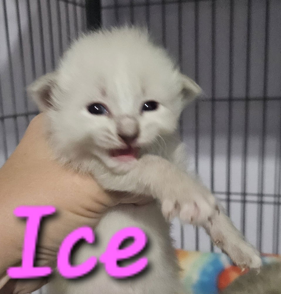 adoptable Cat in Willcox, AZ named Ice