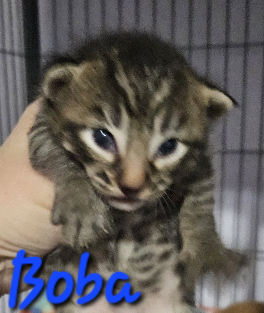 adoptable Cat in Willcox, AZ named Boba