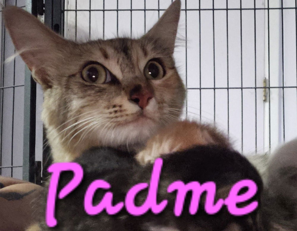 adoptable Cat in Willcox, AZ named Padme