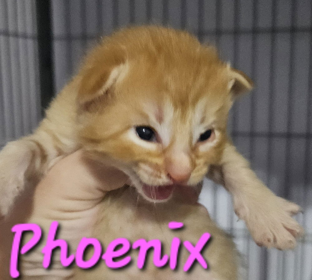 adoptable Cat in Willcox, AZ named Phoenix