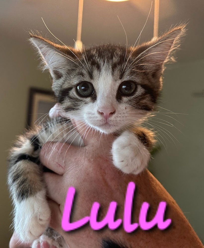 adoptable Cat in Willcox, AZ named Lulu