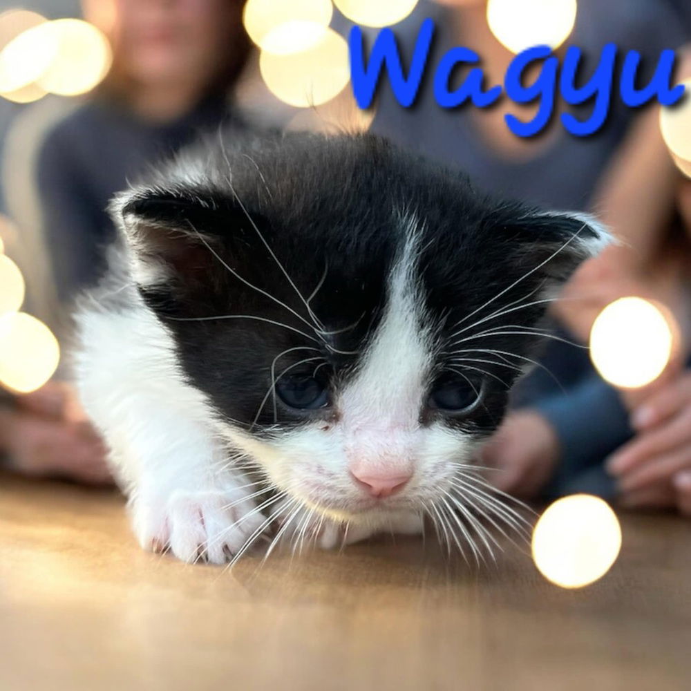 adoptable Cat in Willcox, AZ named Wagyu