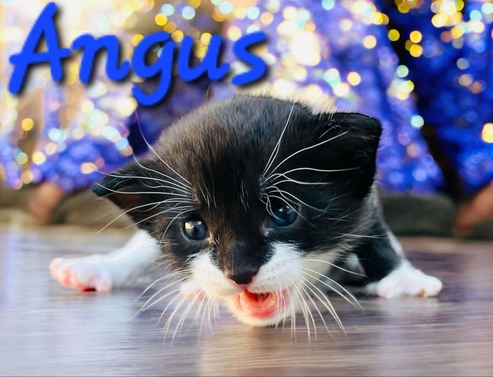 adoptable Cat in Willcox, AZ named Angus