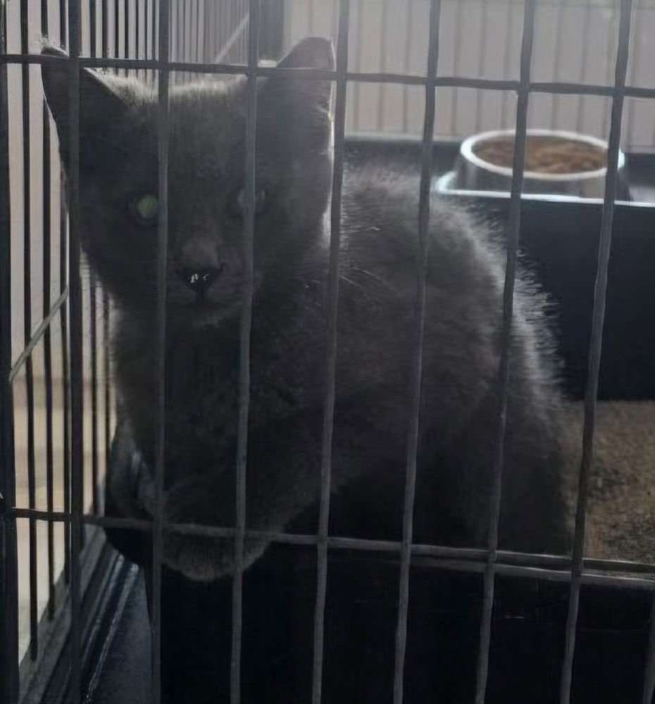 adoptable Cat in Willcox, AZ named J'Cole