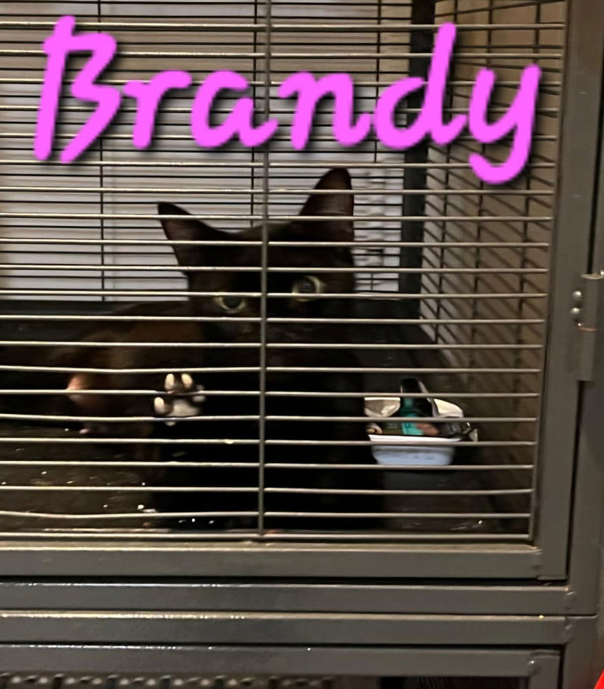 adoptable Cat in Willcox, AZ named Brandy