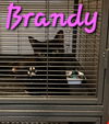 adoptable Cat in , AZ named Brandy