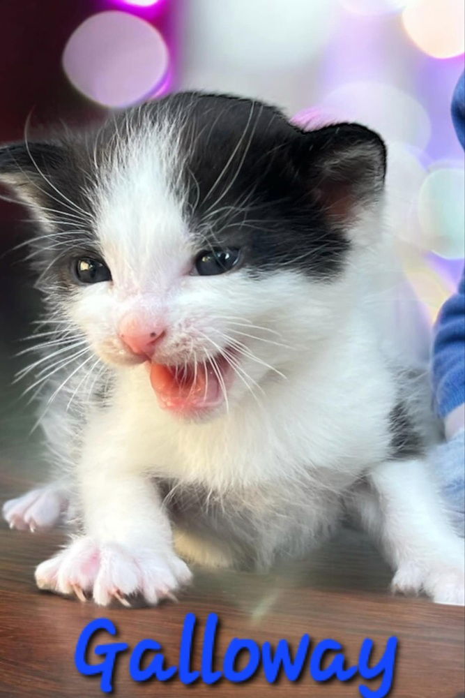 adoptable Cat in Willcox, AZ named Galloway