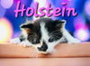 adoptable Cat in , AZ named Holstein