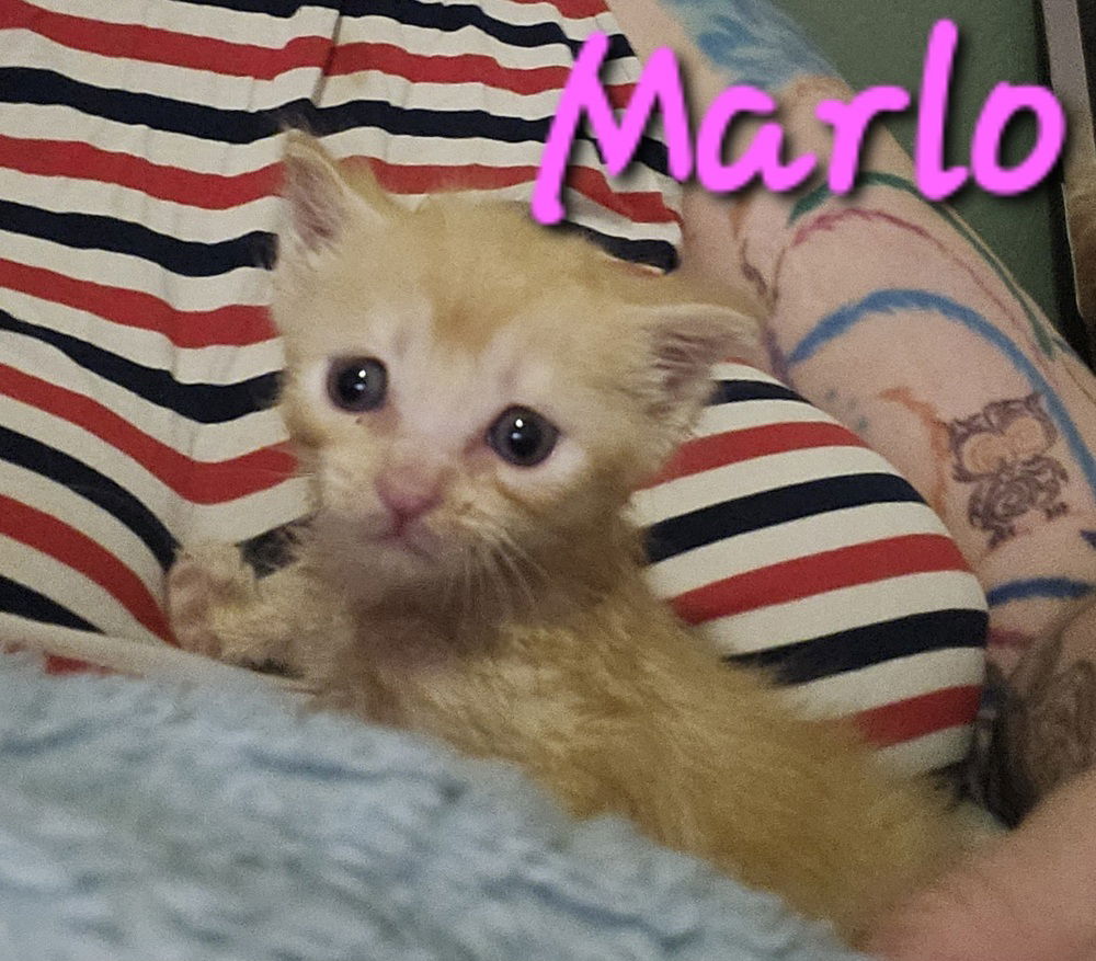 adoptable Cat in Willcox, AZ named Marlo