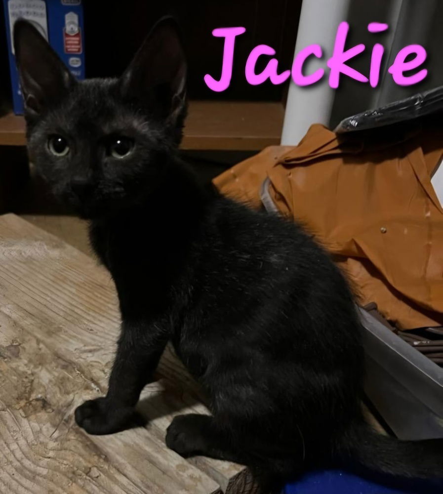 adoptable Cat in Willcox, AZ named Jackie