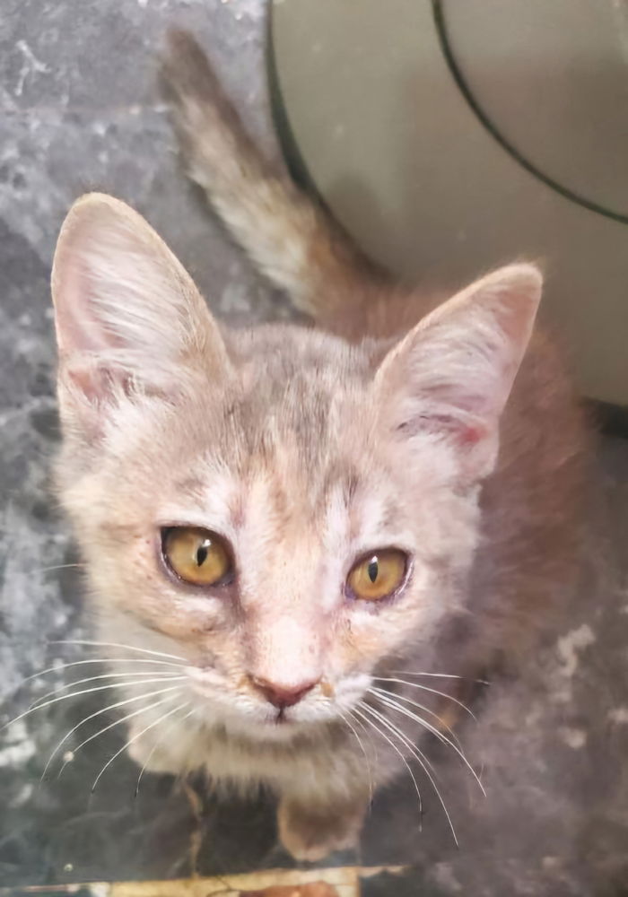 adoptable Cat in Willcox, AZ named Meadow