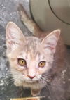 adoptable Cat in , AZ named Meadow