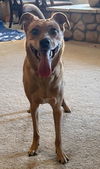 adoptable Dog in  named Gina