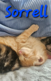 adoptable Cat in  named Sorrell