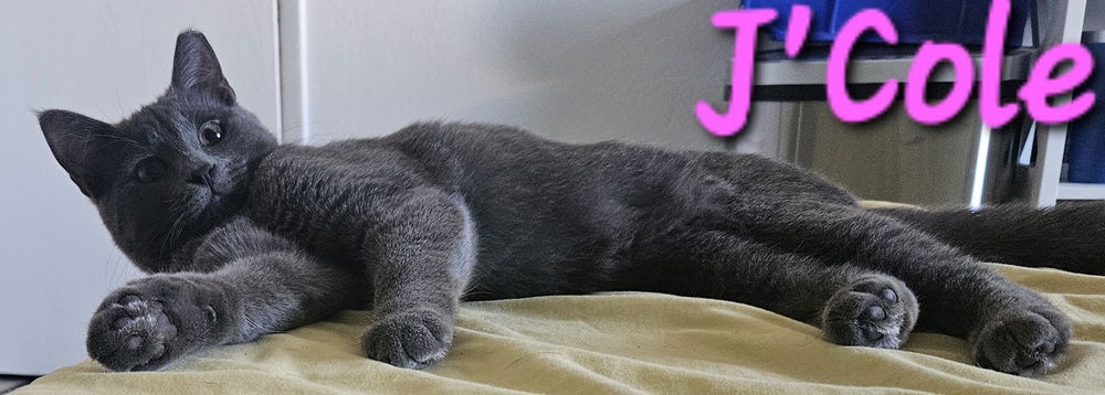 adoptable Cat in Willcox, AZ named Silver