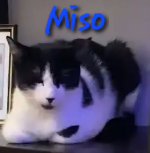 Miso