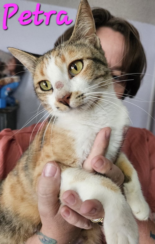 picture of the cat needing adoption