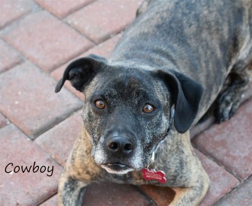 COWBOY - Beagle / Terrier available for adoption
