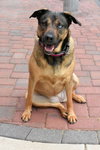 Bella - Photo 2