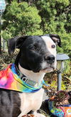 adoptable Dog in  named Paris
